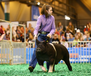 girl showing pig in a ring