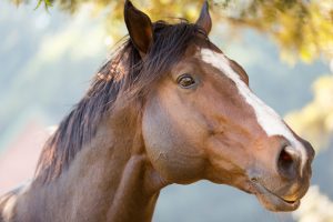 close up of an purebred racing horse for National Day of The Horse