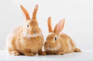 two red rabbits on white background. Shop for small animal pet food at Arcola Feed Store. 