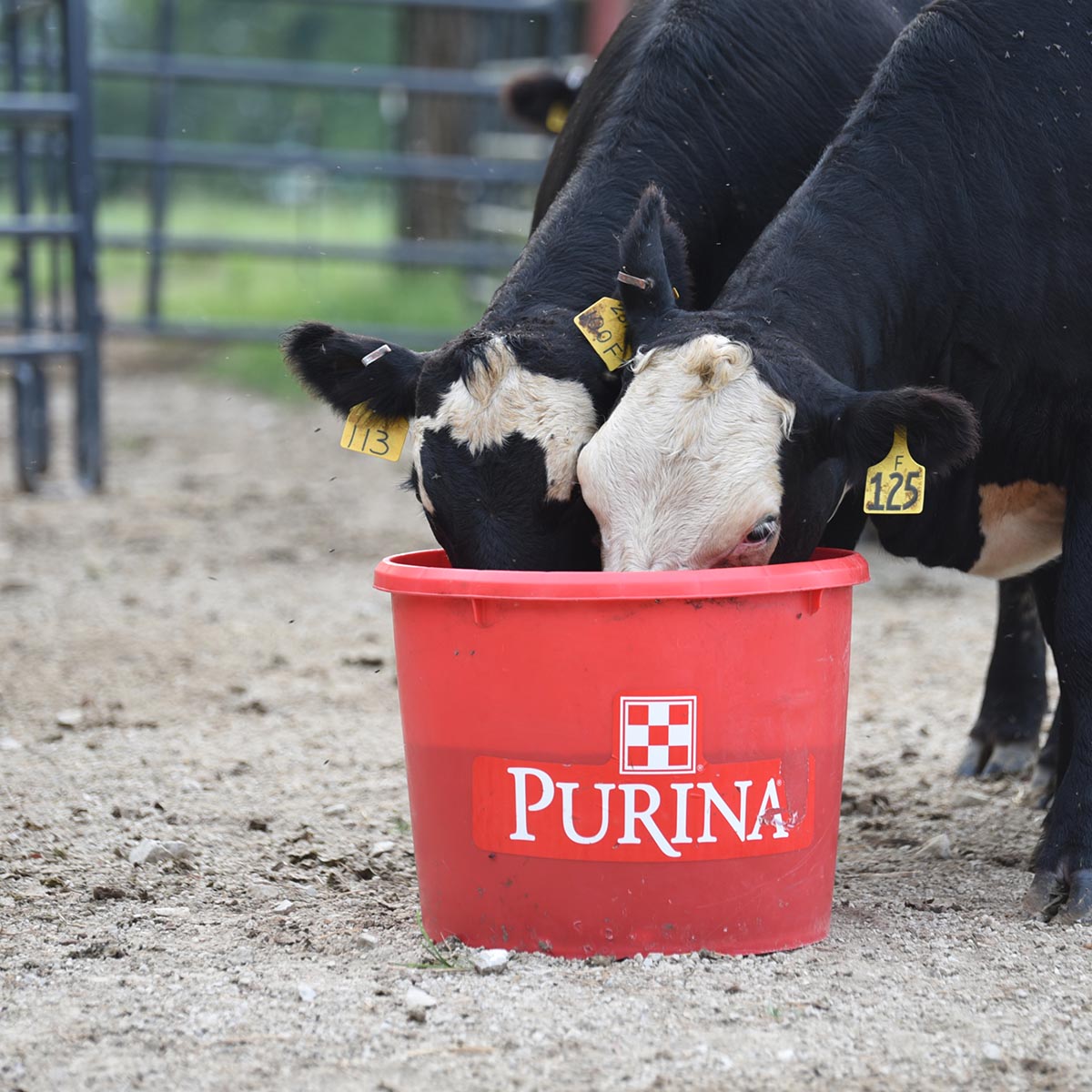is-your-cattle-mineral-program-working-arcola-feed
