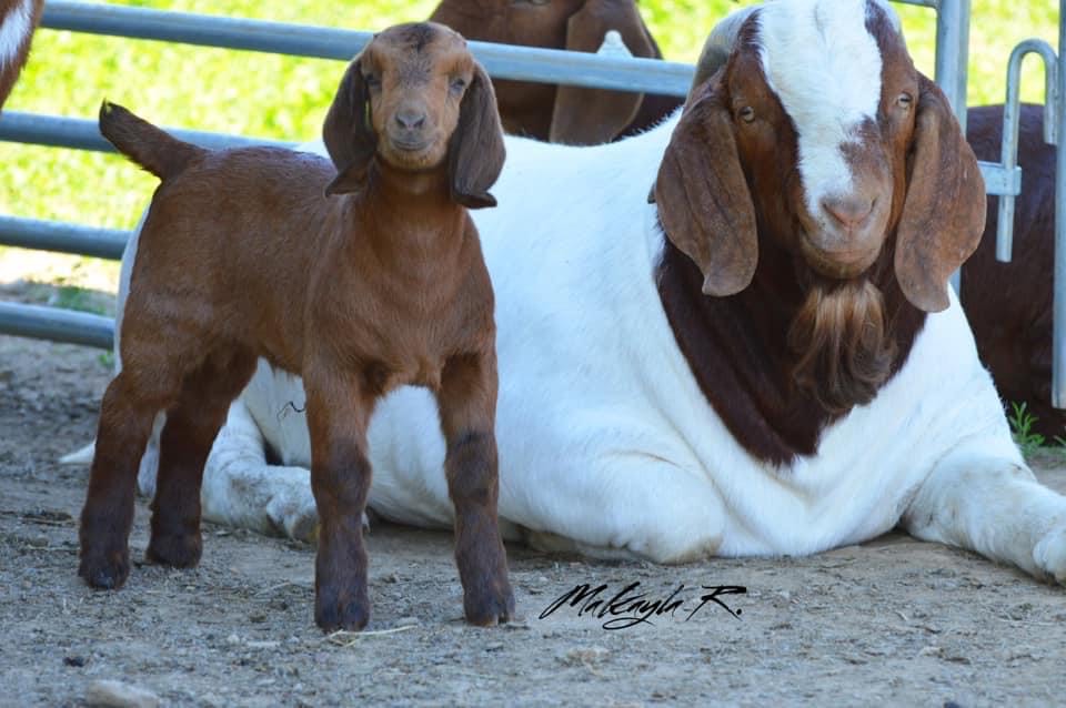 baby goat and mom sitting in a pen around livestock feed