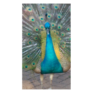 peacock showing its feathers. Shop for Exotic Feed at Arcola Feed