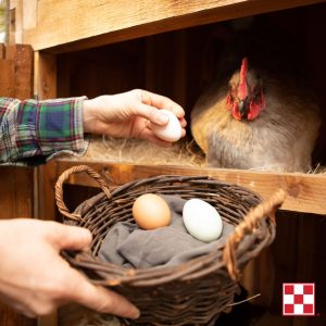 chicken hen in a nesting box with a person collecting eggs