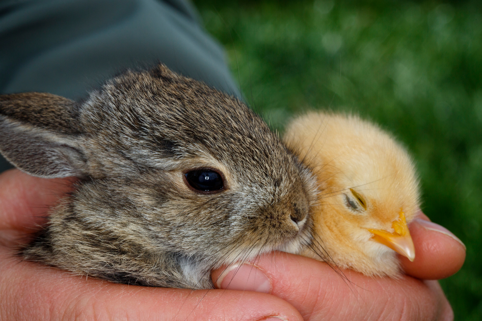 Springtime is Baby Time on the Farm Arcola Feed