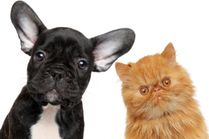 pet vaccination clinic
