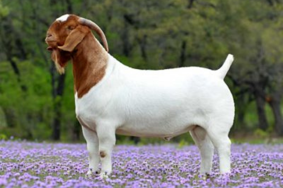 Goat in Purple Field | Arcola Feed