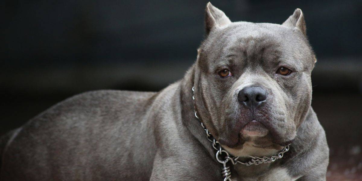Victor Bully Fuel