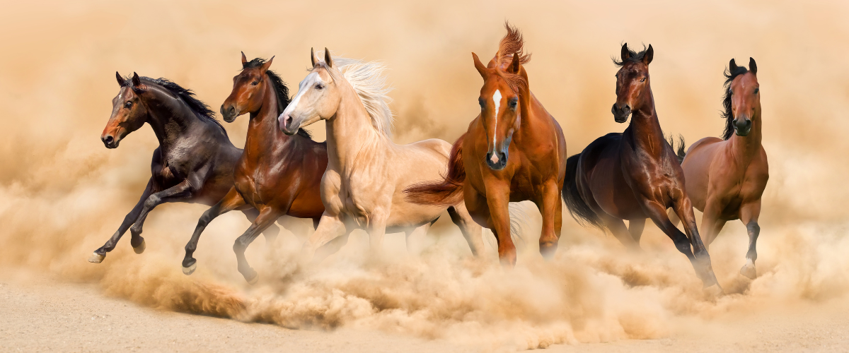 Save On Boehringer Ingelheim Equine Products!