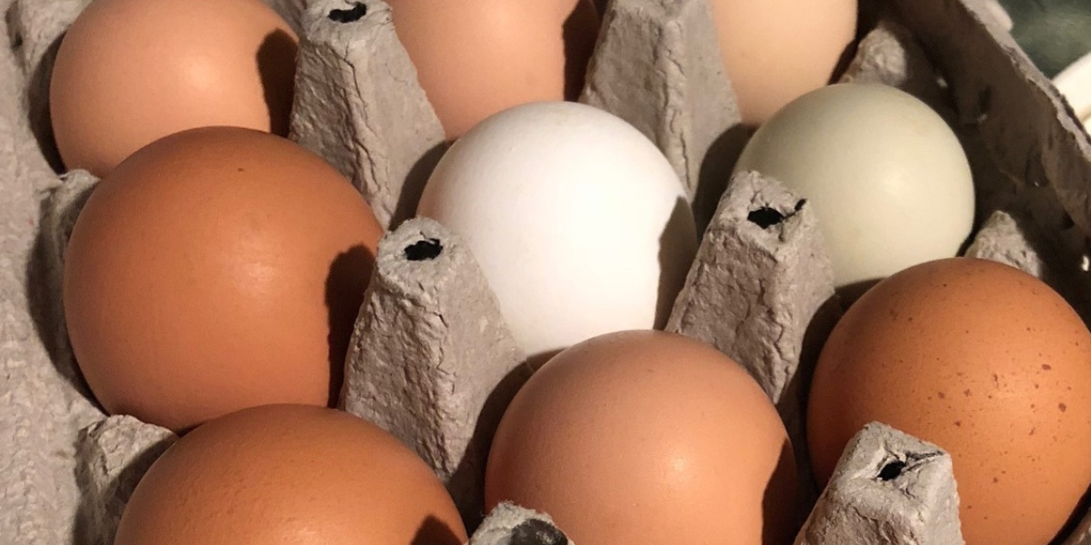 Texans, Take Action: Call Your Rep for More Local Egg Options!